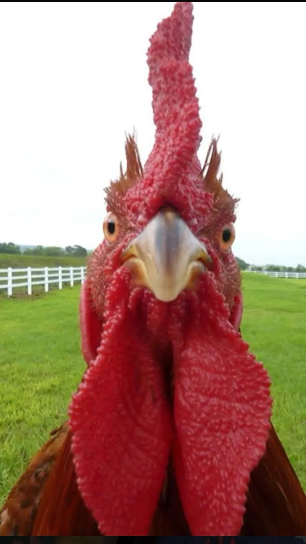 ai character: Screaming chicken  background