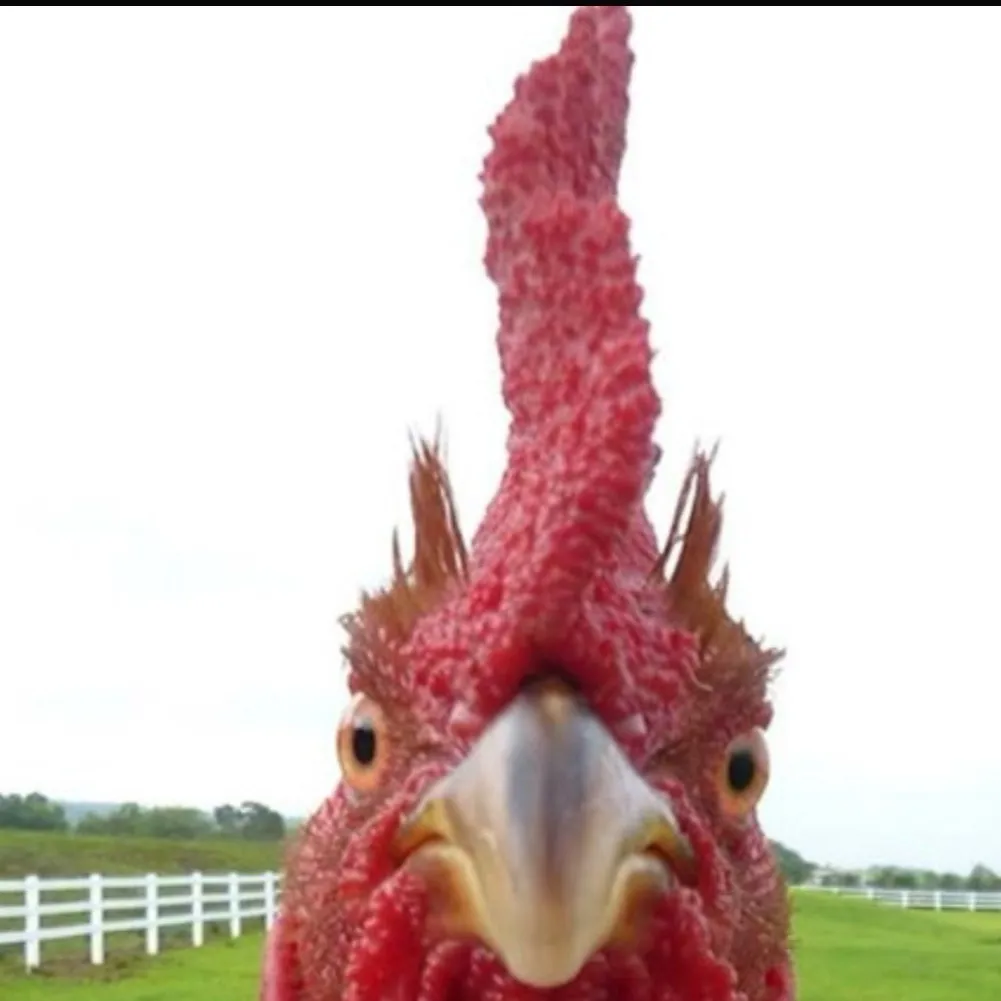 chat with ai character: Screaming chicken 
