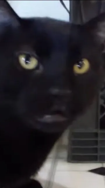ai character: Demon cat background