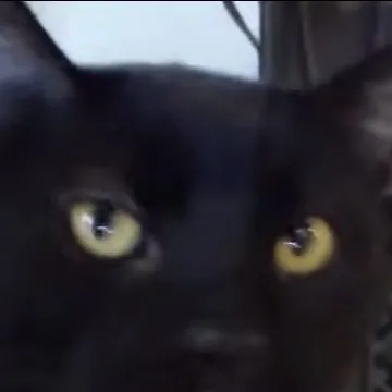chat with ai character: Demon cat