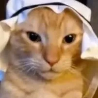 chat with ai character: el gato arabel