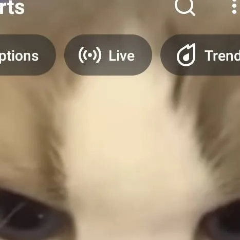 chat with ai character: boy cat 😺