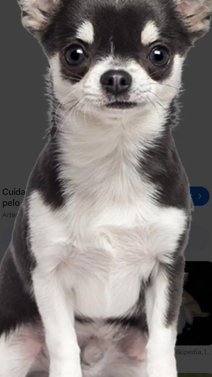 ai character: dumb chihuahua  background