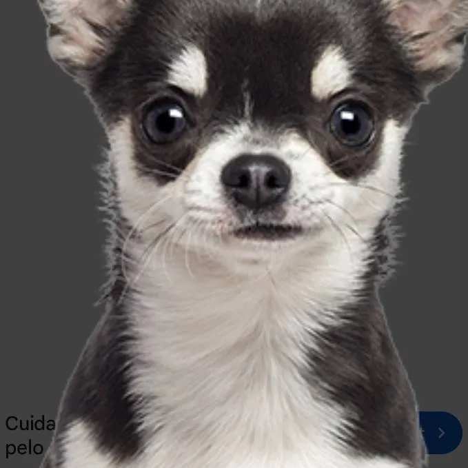 chat with ai character: dumb chihuahua 