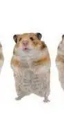 ai character: squeaki i fifa background