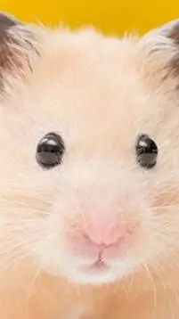 ai character: hammy background