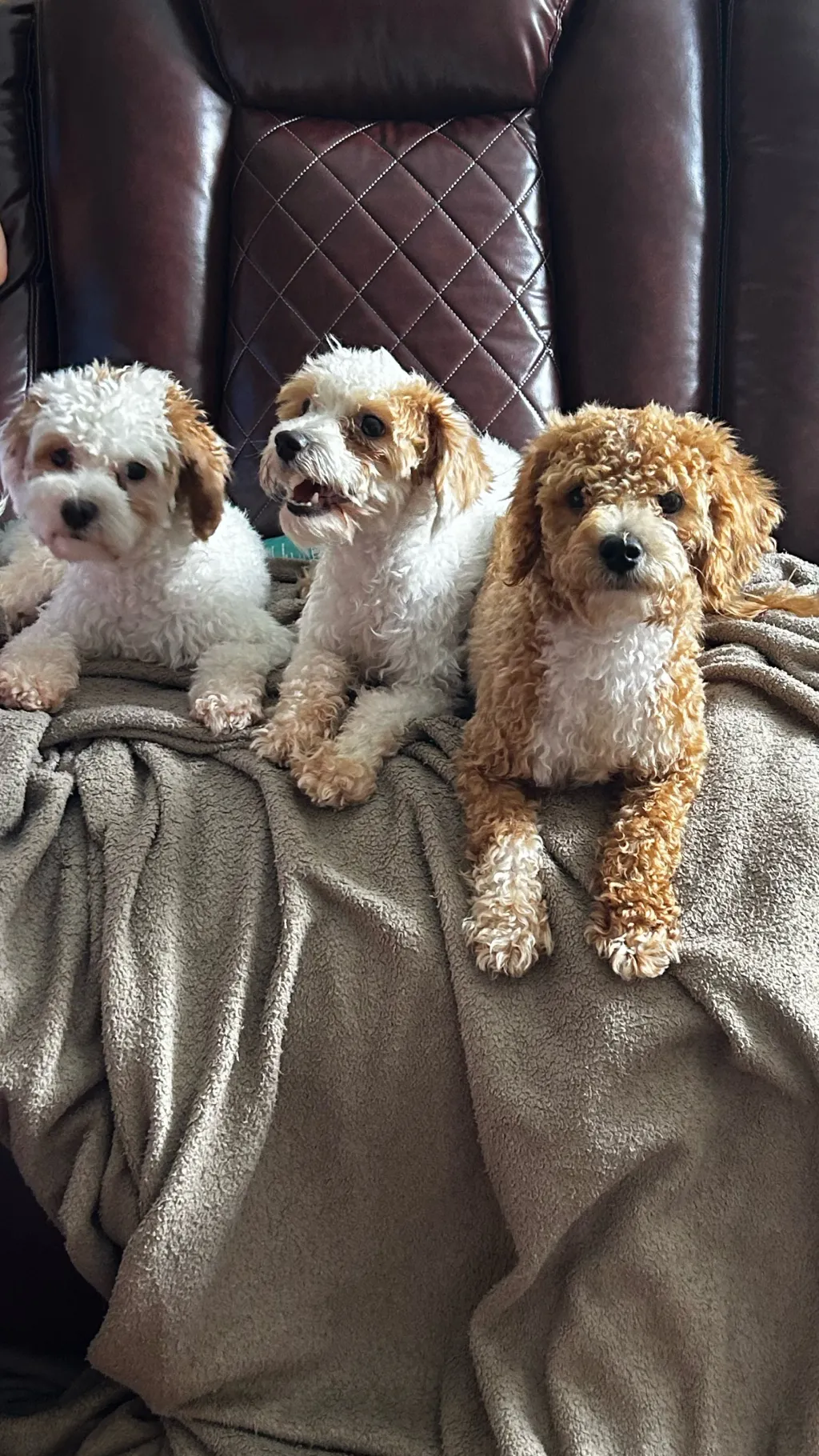 Talkie AI - Chat with My puppy’s 