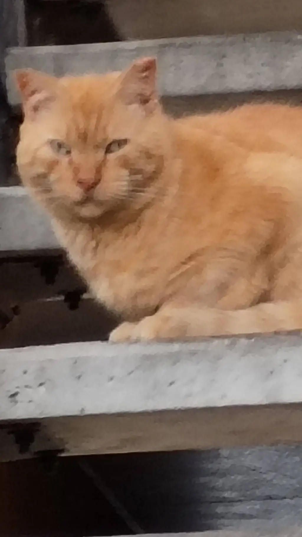 ai character: Garfield background