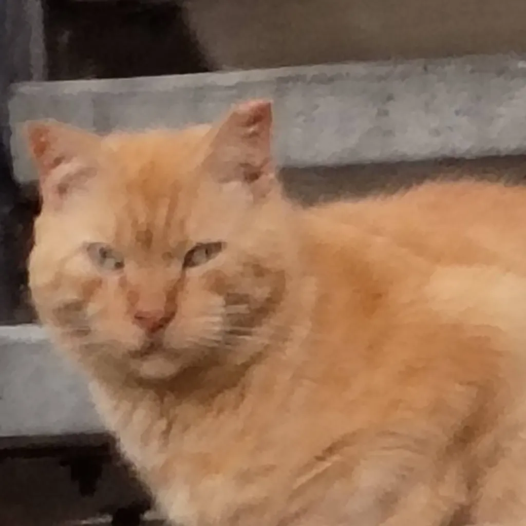 chat with ai character: Garfield