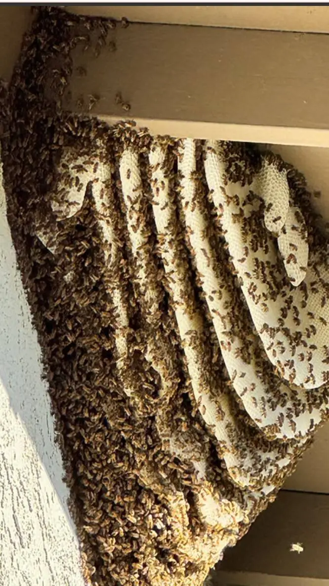 ai character: the beehive! background