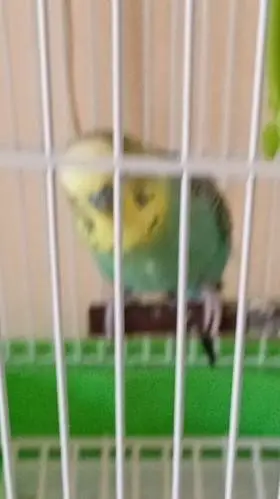Talkie AI - Chat with Đole the parrot