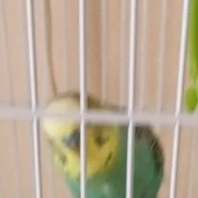chat with ai character: Đole the parrot