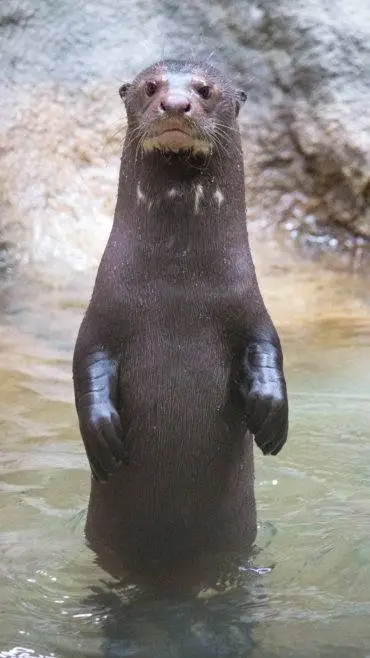 Talkie AI - Chat with Giant River Otter 