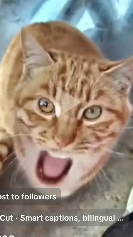 ai character: funnny cat background