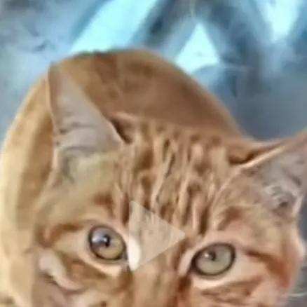 chat with ai character: funnny cat