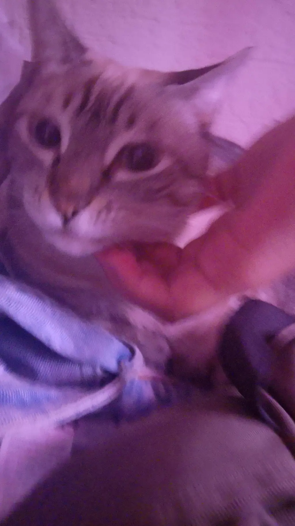 ai character: un gato background