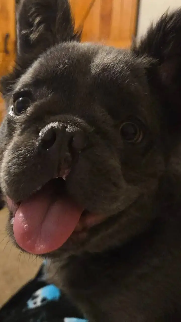Talkie AI - Chat with dog