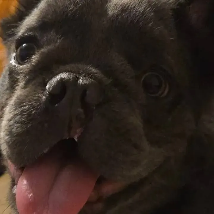 chat with ai character: dog