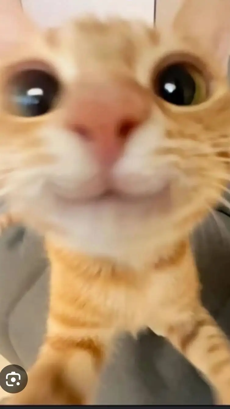 ai character: kitty background
