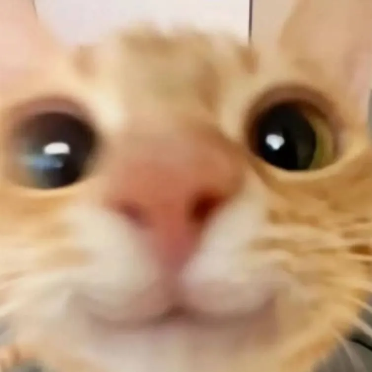 chat with ai character: kitty