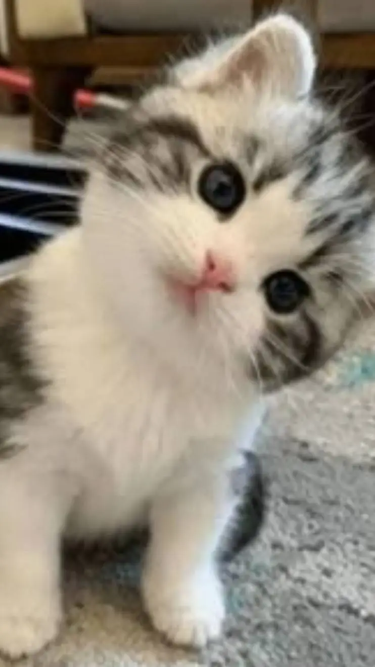 ai character: kitten background