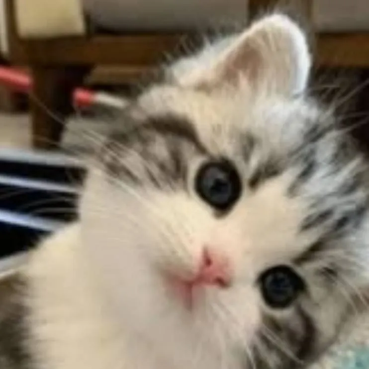 chat with ai character: kitten