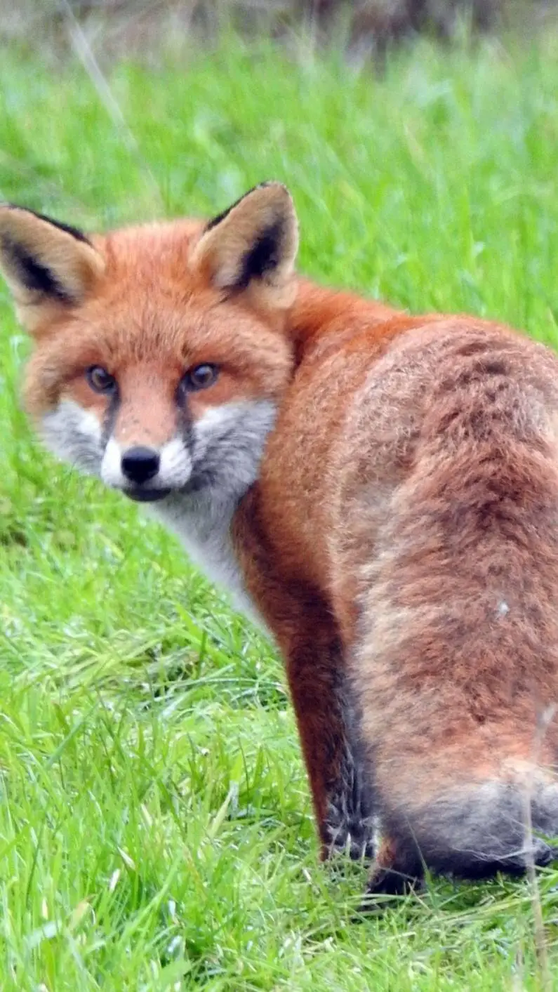 ai character: {~fox fox~} background