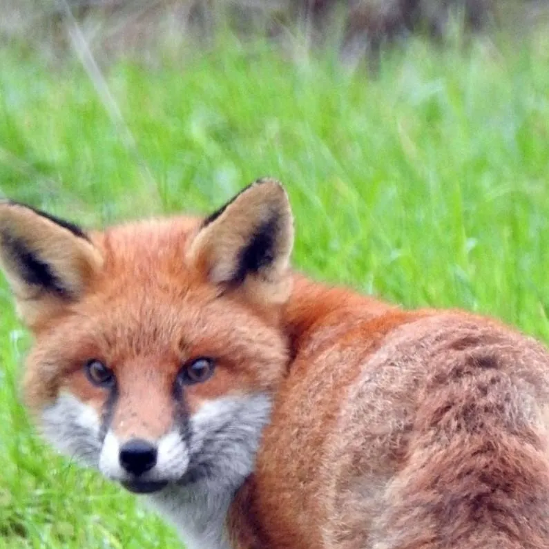 chat with ai character: {~fox fox~}