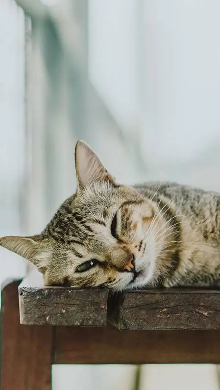 ai character: your cat background