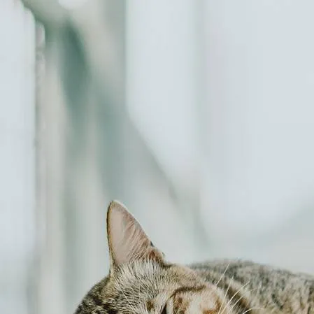 chat with ai character: your cat
