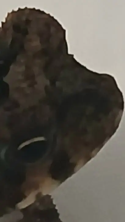 ai character: me background