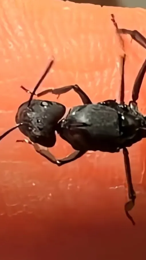 Talkie AI - Chat with Evil ant