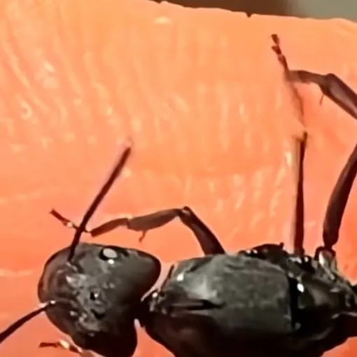 chat with ai character: Evil ant