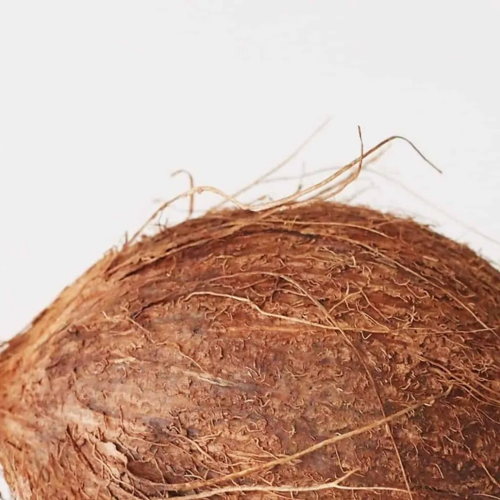 chat with ai character: coconut