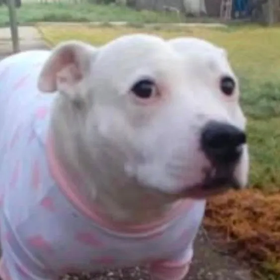 chat with ai character: perrito con camisa