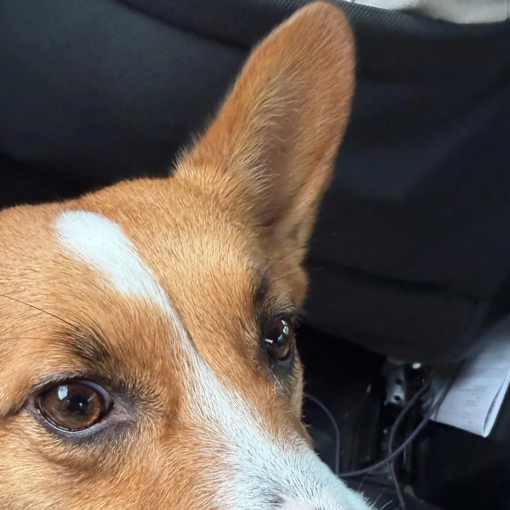 chat with ai character: Boba( dog) 