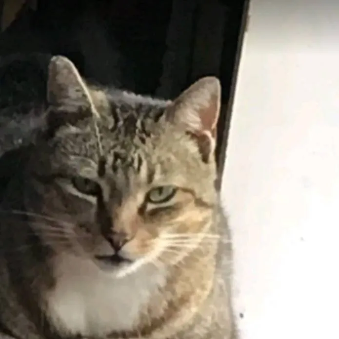 chat with ai character: tu gato fiu fiu 😌