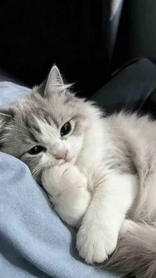 Talkie AI - Chat with Snowball! 