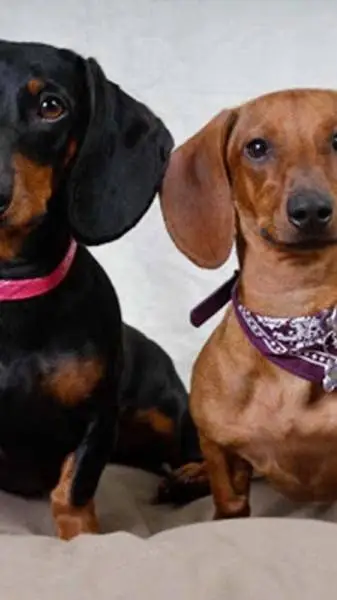 Talkie AI - Chat with perros salchichas