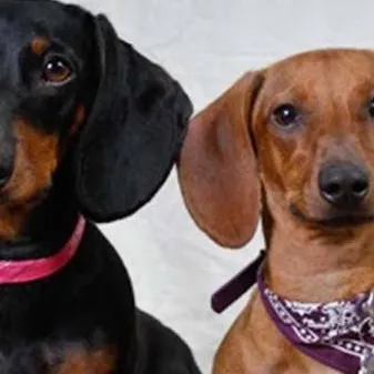 chat with ai character: perros salchichas