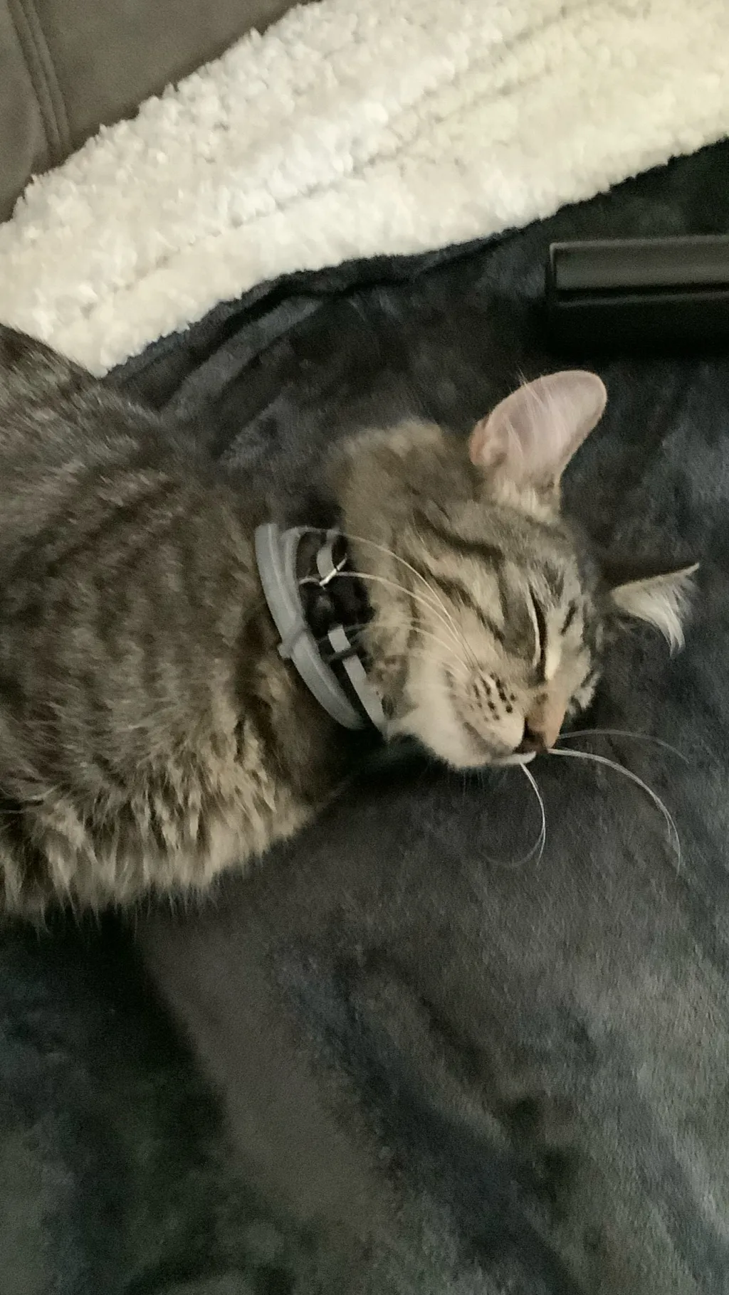 Talkie AI - Chat with rocket ￼died ):