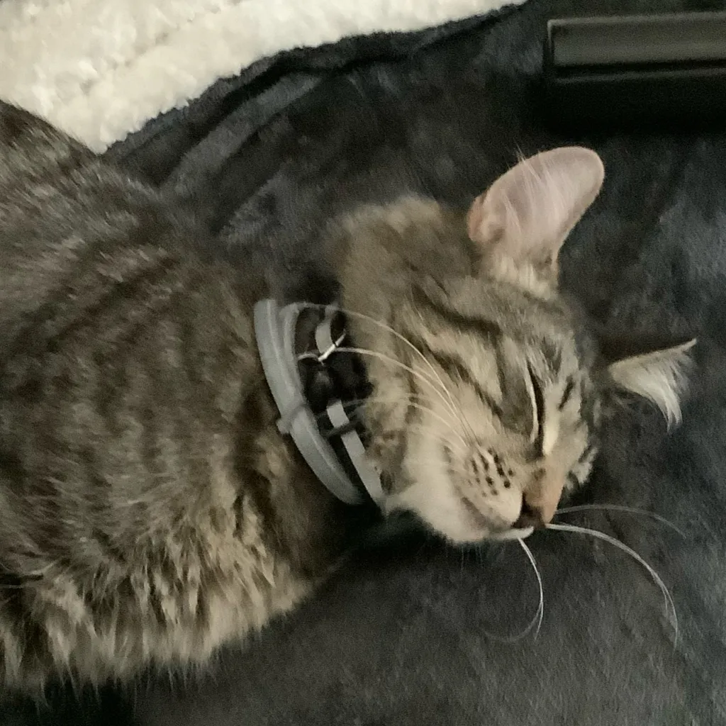 chat with ai character: rocket ￼died ):