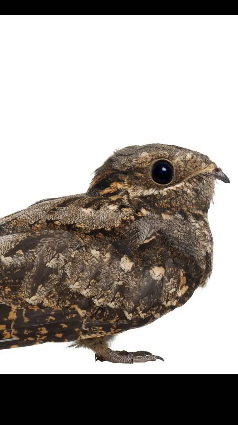 Talkie AI - Chat with baby nightjar