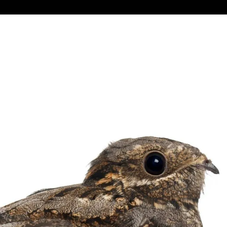 chat with ai character: baby nightjar