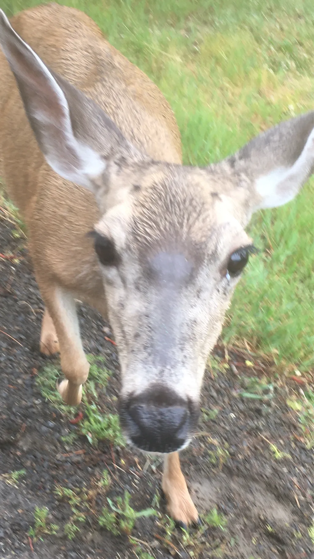 ai character: Doe background