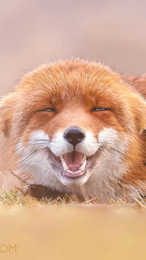 Talkie AI - Chat with Fox tf :3