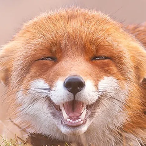 chat with ai character: Fox tf :3