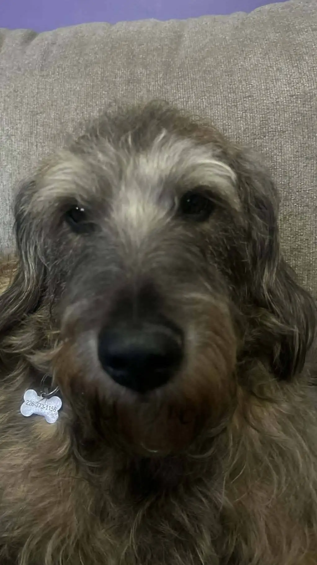 Talkie AI - Chat with blaze the dog