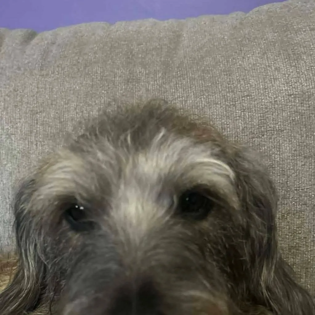 chat with ai character: blaze the dog