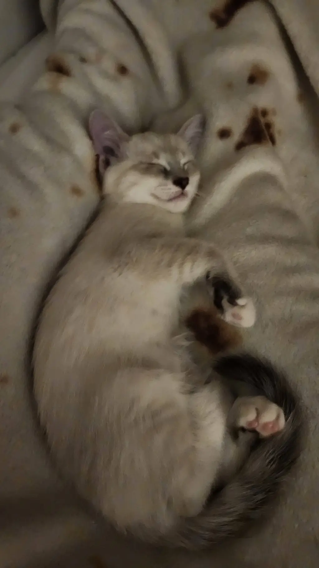 ai character: Jane (my new cat!) background